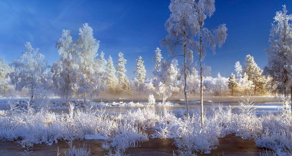 瑞典达拉纳，白雪覆盖着树木和植物