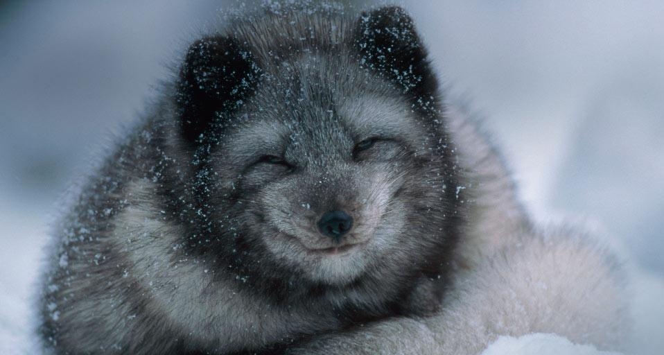 雪地中的北极狐宝宝