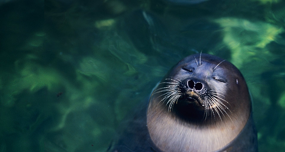 环斑海豹