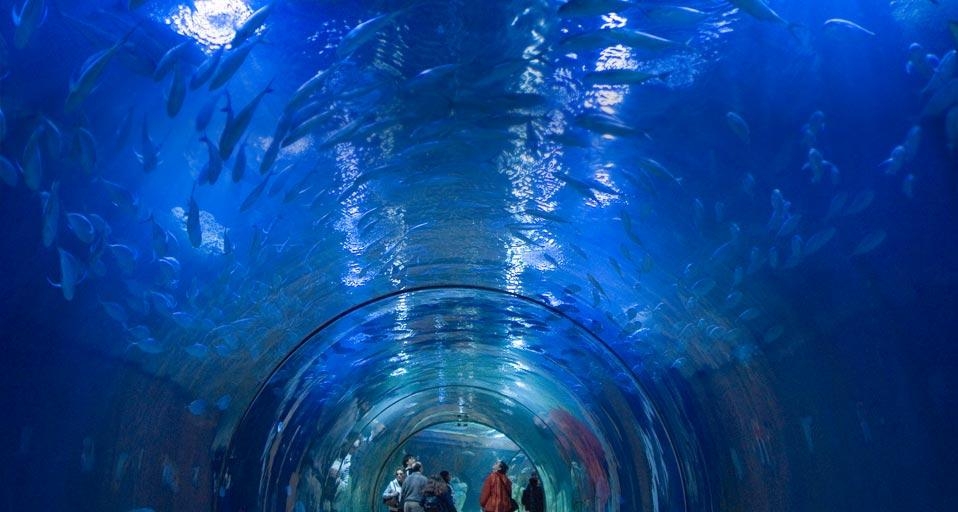 西班牙瓦伦西亚的水族馆