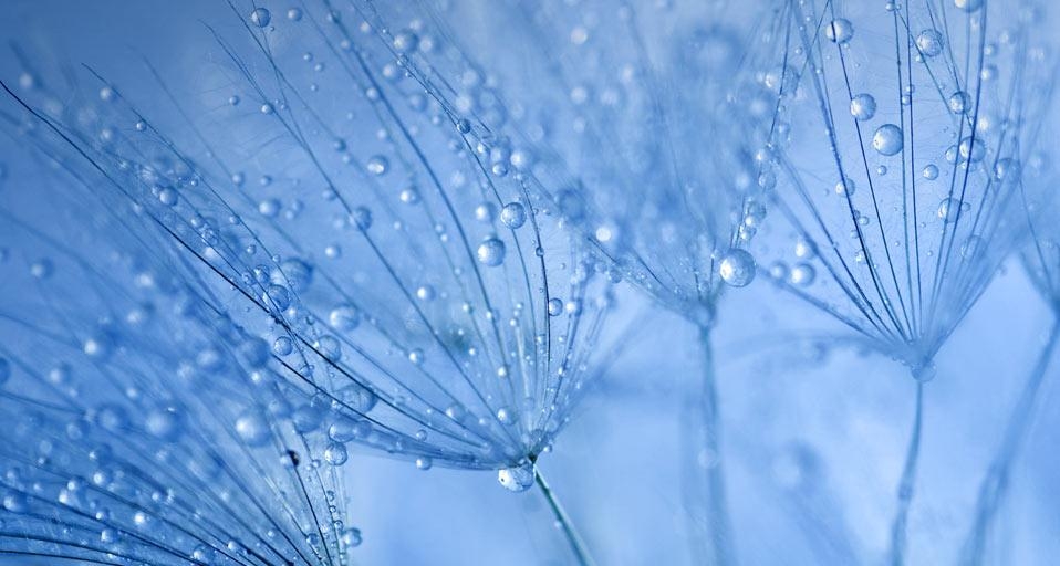 挂着露珠的蒲公英