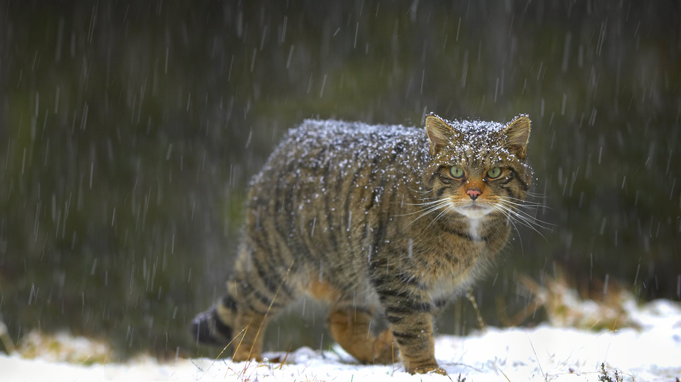 苏格兰的野猫
