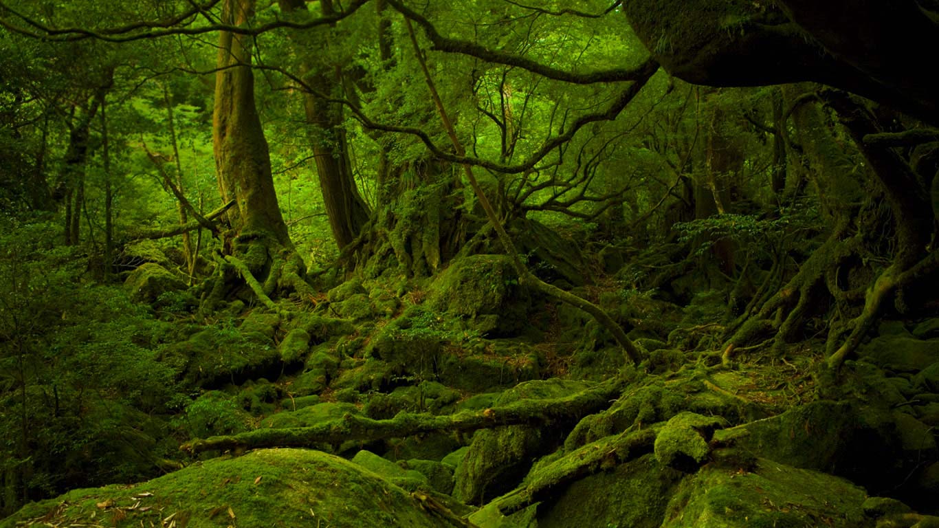 日本屋久岛，幽灵公主之森