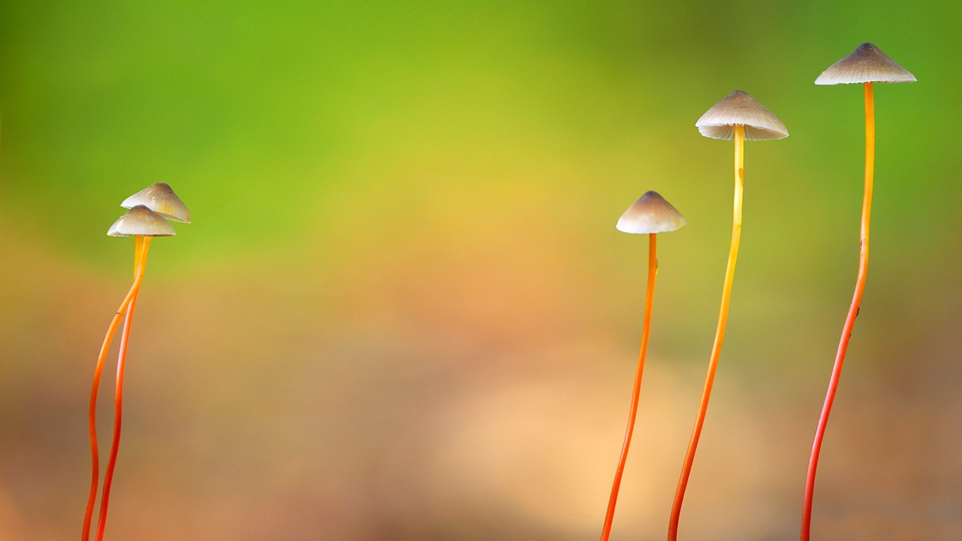 比利时，生长在Meerdaal的杏黄小菇 