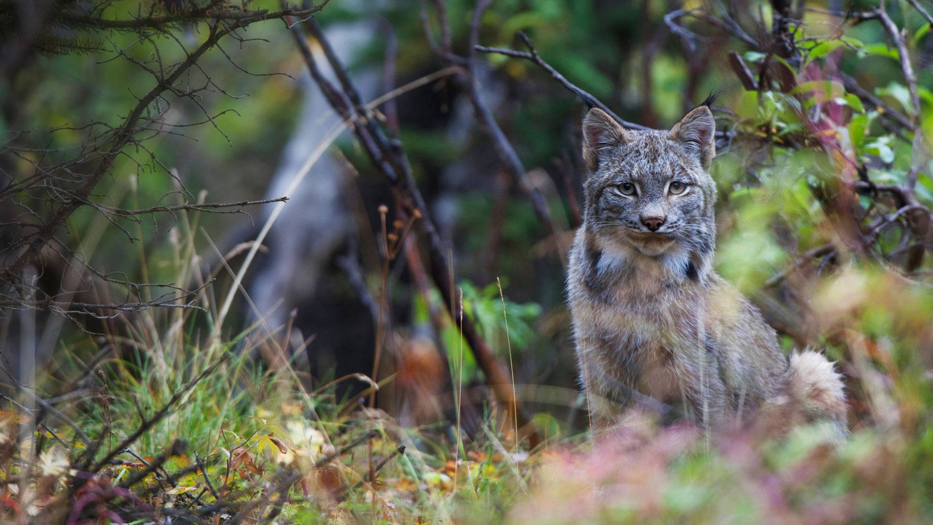 迪纳利国家公园内的加拿大猞猁，美国阿拉斯加州 