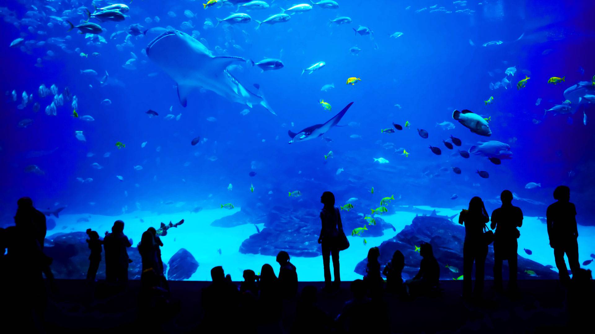 乔治亚水族馆，美国亚特兰大 