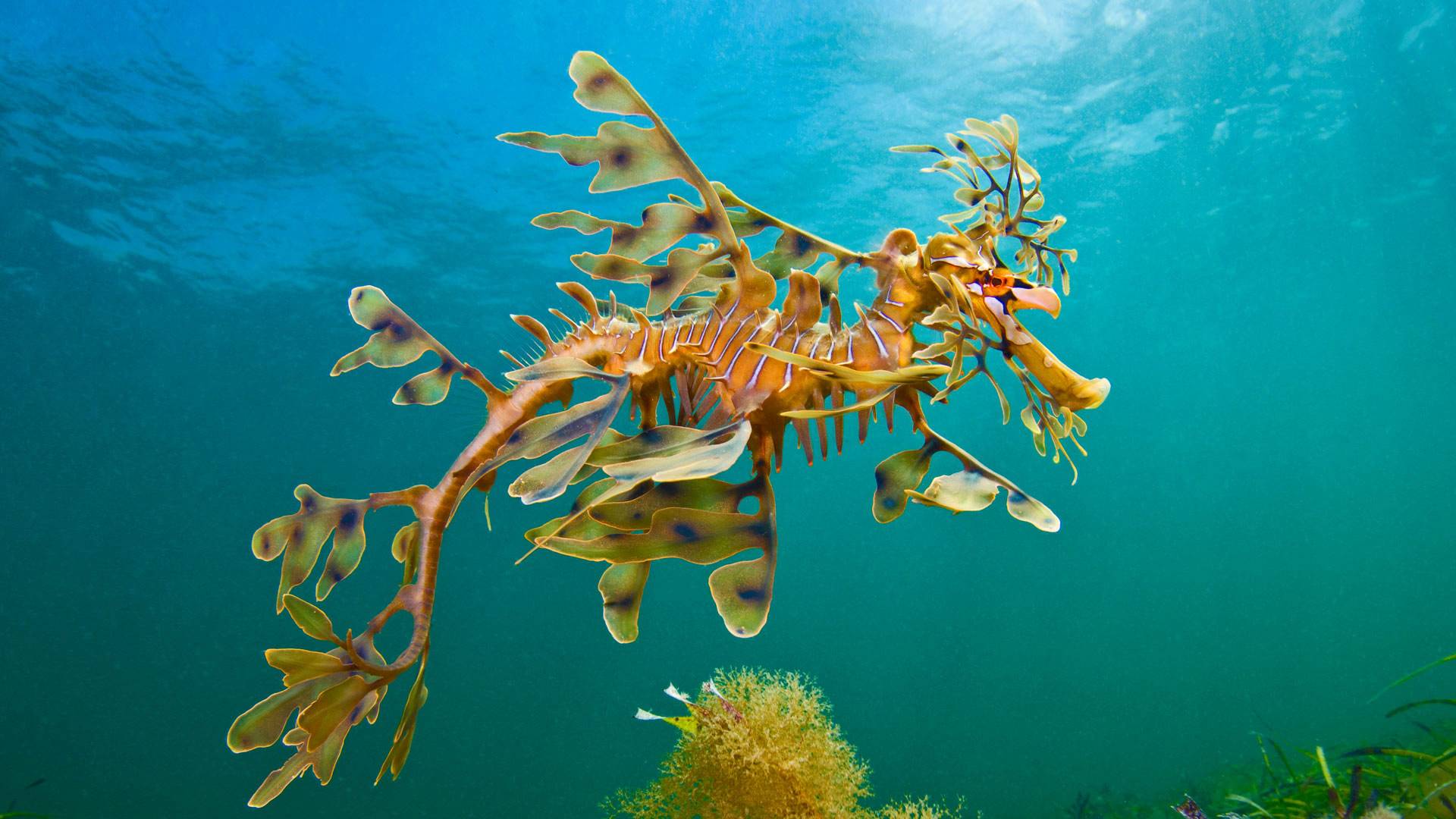 羊毛湾附近海域的叶形海龙，澳大利亚 