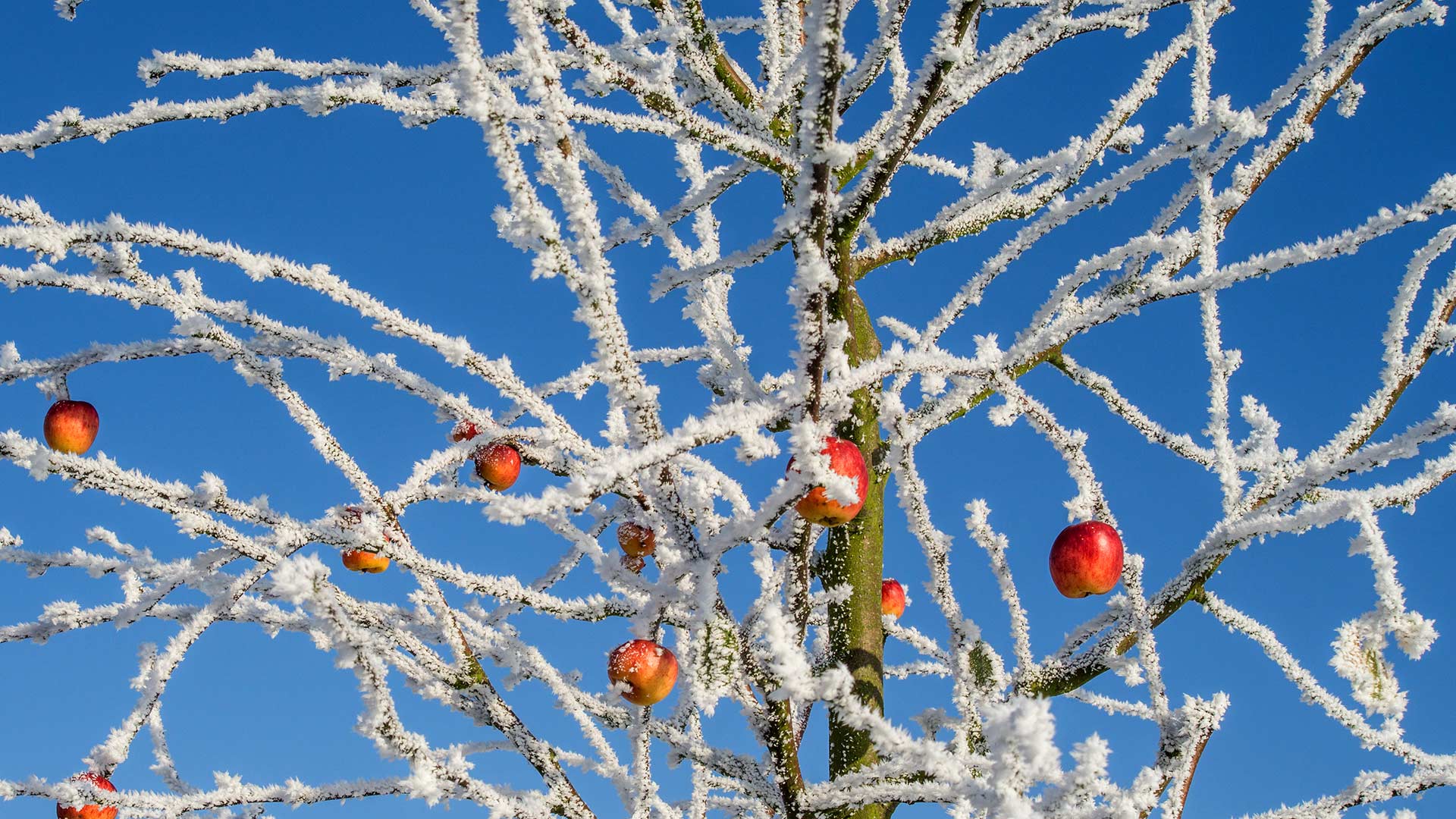 冬天里的一棵苹果树 