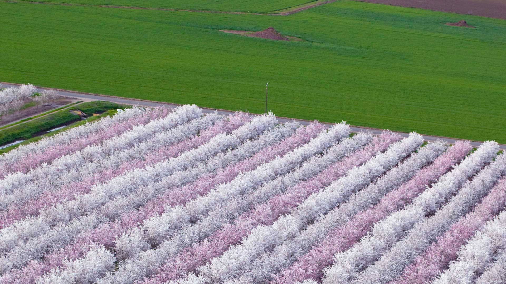 花团锦簇的扁桃果园，加利福尼亚州萨克拉门托山谷 