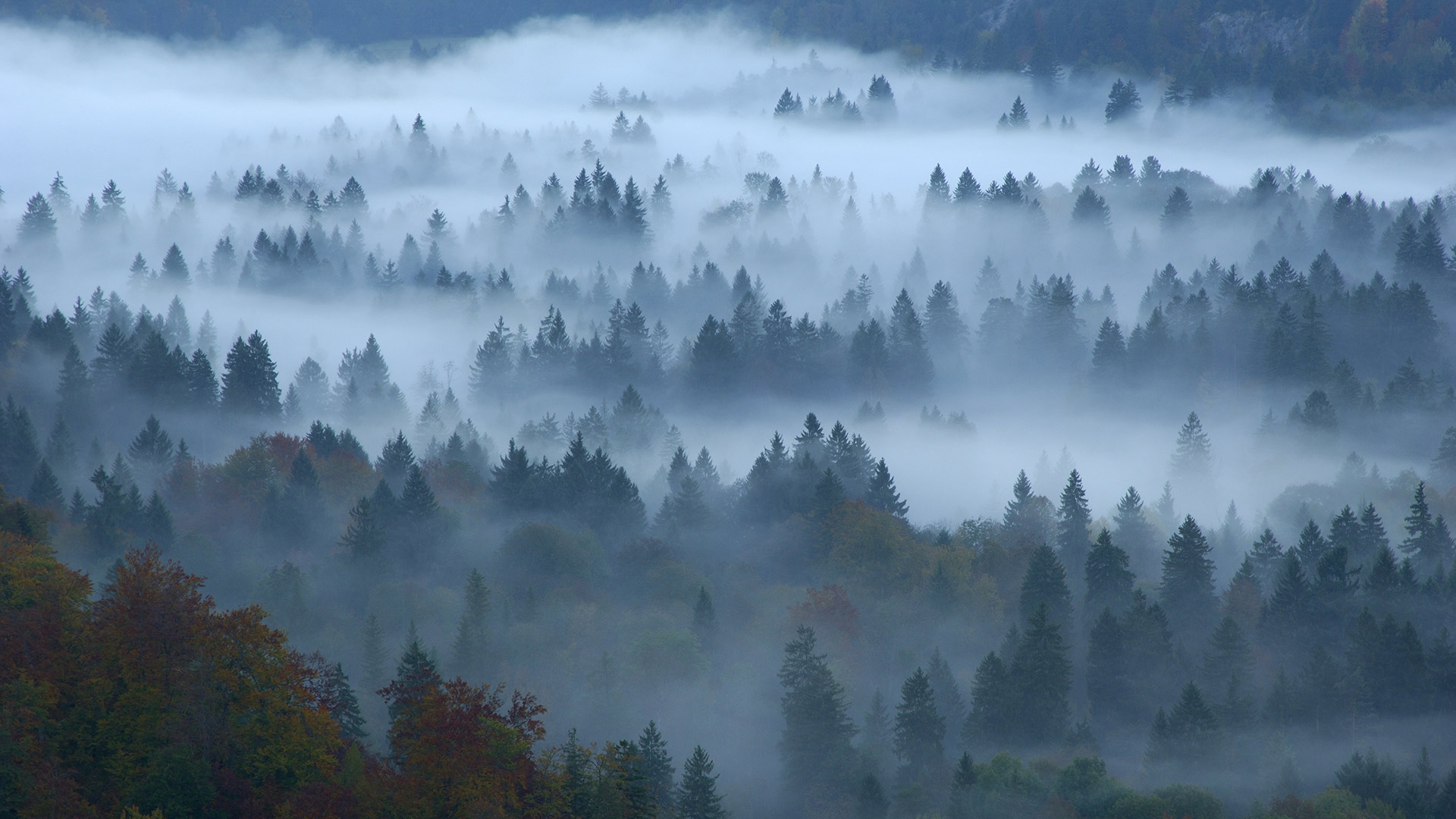 Mixed forest, Füssen, Bavaria, Germany 