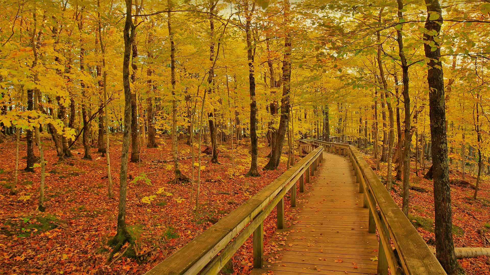 Escarpment Trail in Porcupine Mountains Wilderness State Park, Michigan 