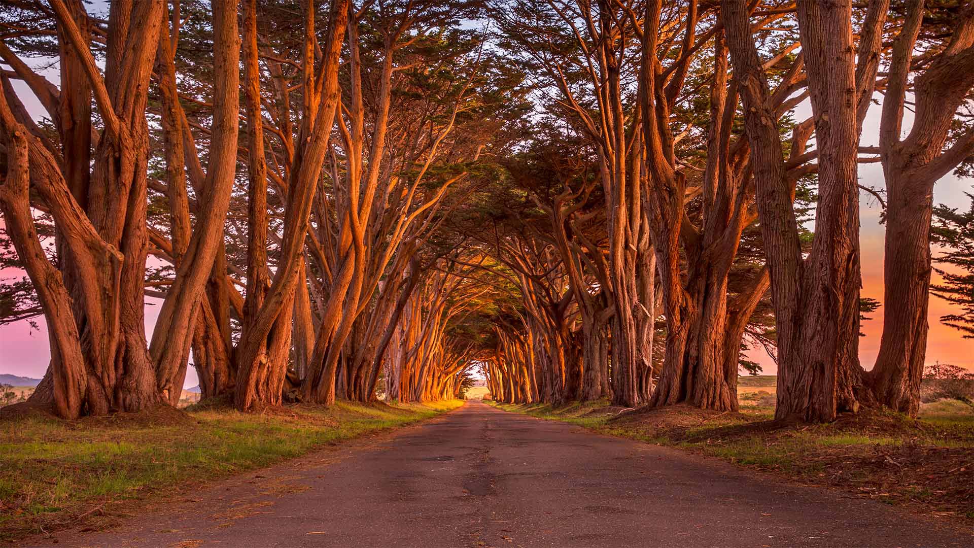 雷斯岬国家海岸公园里的柏树隧道，美国加利福尼亚州 