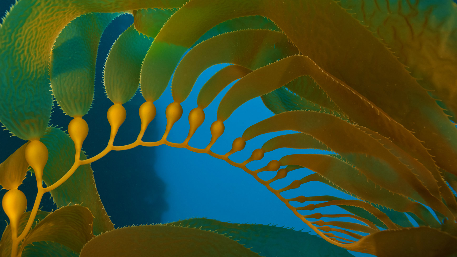 海峡群岛国家公园的巨藻，美国加利福尼亚州 