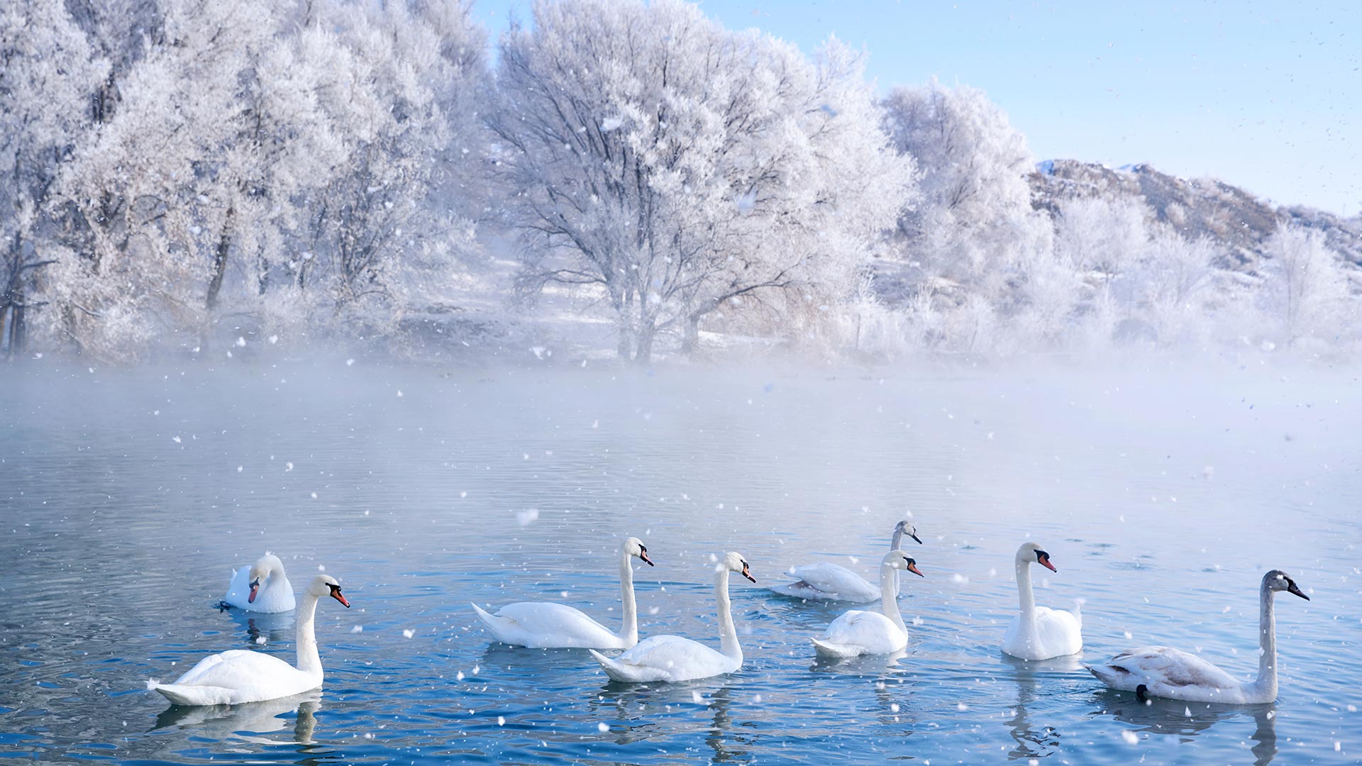 冬季仙境中的精灵天鹅泉湿地公园，伊犁，新疆，中国  