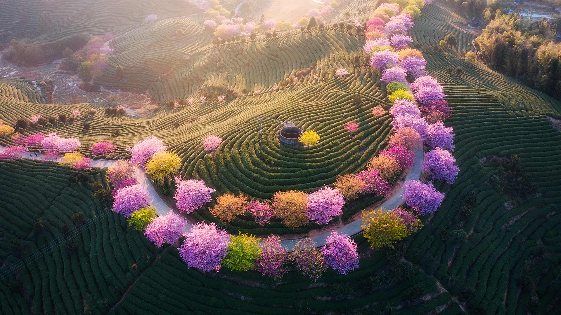 永福樱花园，福建省龙岩市, 中国 