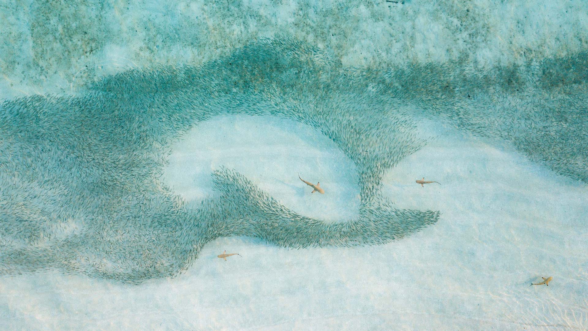 一群鲨鱼正在狩猎乌翅真鲨，马尔代夫  