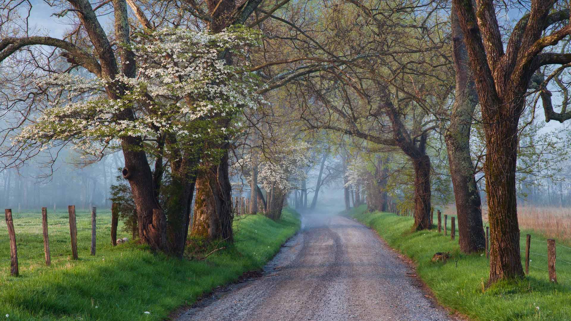 未选择的路Cades Cove ，大雾山国家公园，田纳西州，美国  