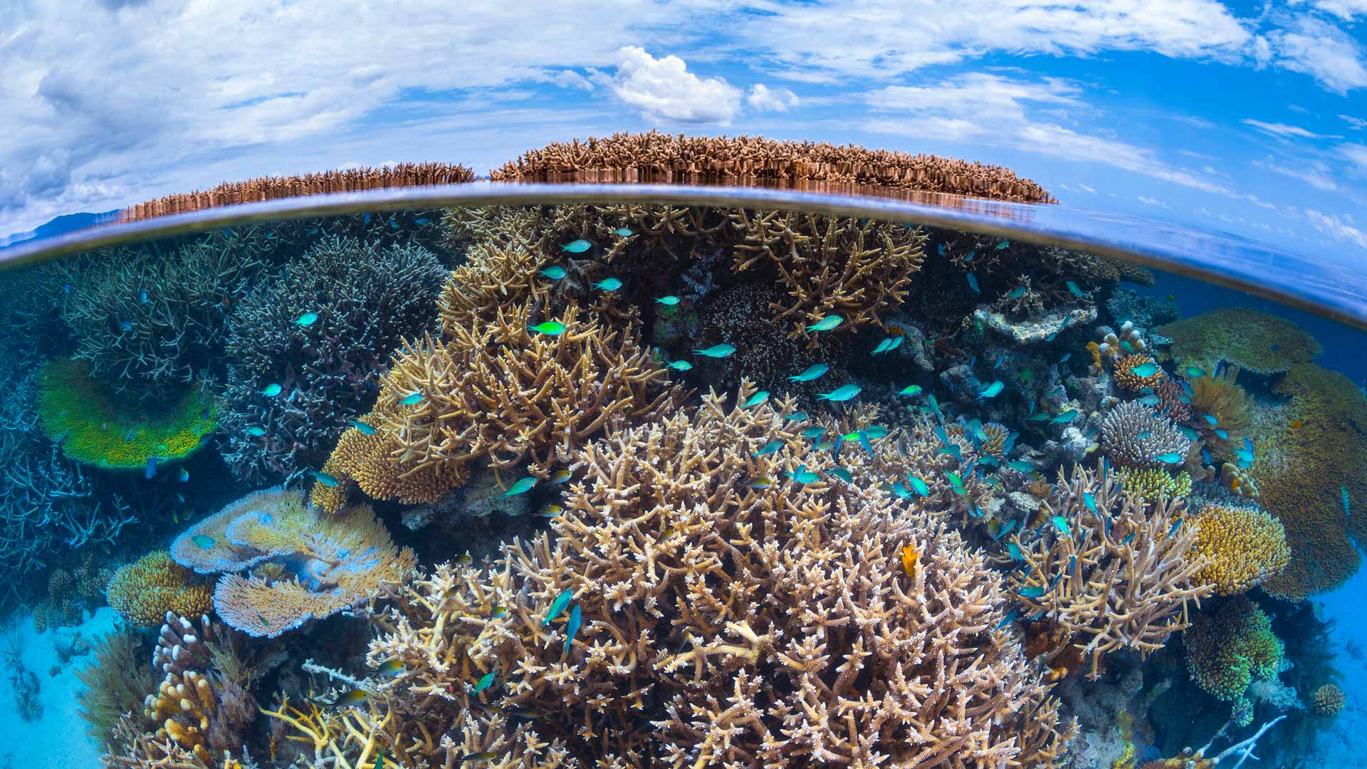 意义深远Coral reef in the Indian Ocean, Mayotte, France  