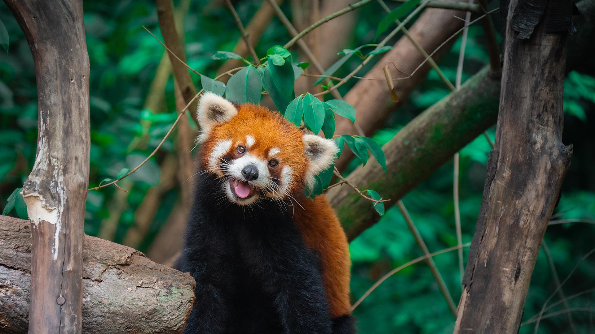和我一起避暑吧！树上的中国小熊猫, 成都, 四川省, 中国  