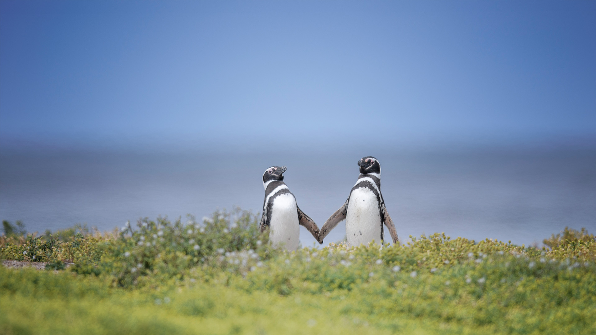 两只麦哲伦企鹅，福克兰群岛 