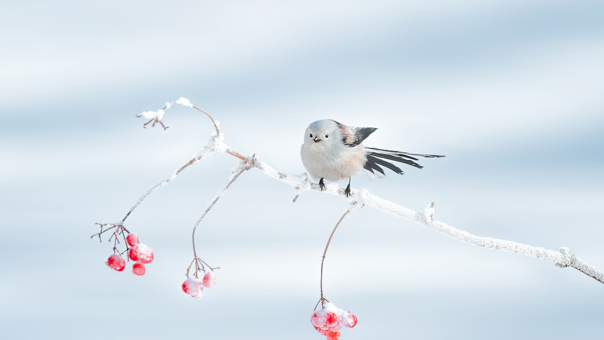 栖息在树枝上的北长尾山雀，大庆市，中国黑龙江省